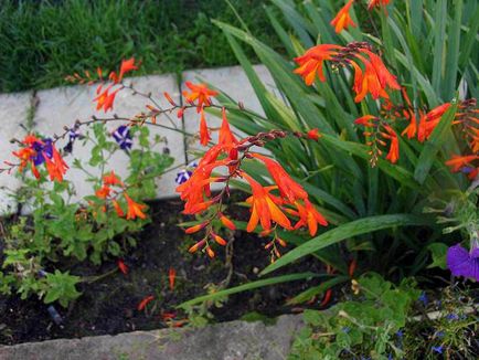 Crocosmia kert, jellemzői, fotók és különösen gondozó növények