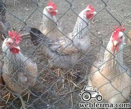 Cross avicolor - găinile producătoare de carne de ouă