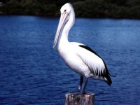 Curcan Pelican (pelecanus crispus) Imagine Curly Pelican, Range of character stay Mediu