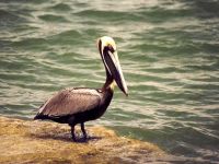 Къдроглав пеликан (Pelecanus Крисп) Къдроглав пеликан снимка, районно характер, че са сред