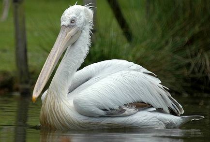 Gödény (Pelecanus crispus) gödény fotó, élőhely jellegű fogadó környezetbe (fotó) Gödény (Pelecanus crispus) gödény fotó, területi jellegű között lenni