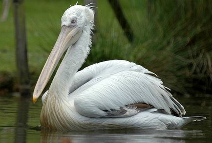 Curcan Pelican (pelecanus crispus) Imagine Curly Pelican, Range of character stay Mediu