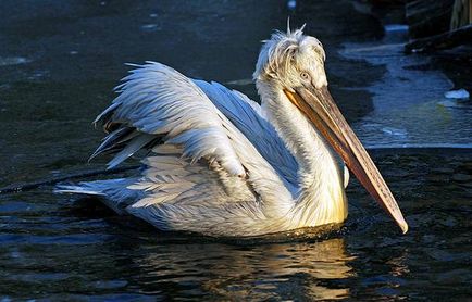 Curcan Pelican (pelecanus crispus) Imagine Curly Pelican, Range of character stay Mediu