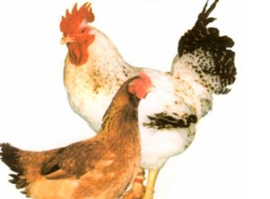 Chicken avicolor descrierea rasei, caracteristicile și productivitatea, caracteristici