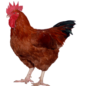 Chicken avicolor descrierea rasei, caracteristicile și productivitatea, caracteristici
