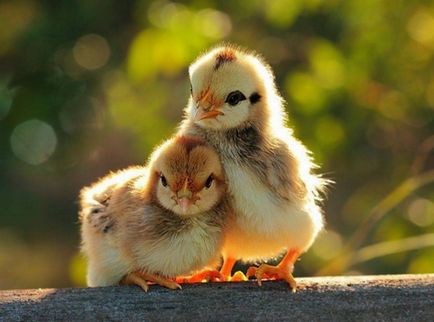 Csirkék tenyészteni avikolor jellemző fényképpel, különösen a gondozás és karbantartás