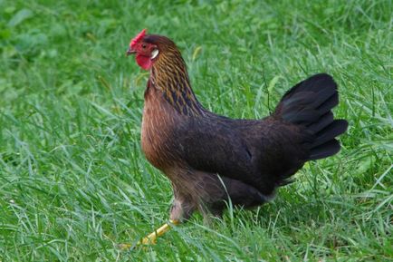 Csirke domináns fajtái és jellemzői