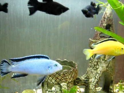 Labidochromis Caracteristicile galbene ale reproducerii, reproducerii și întreținerii în acvariu