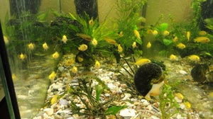 Labidochromis Caracteristicile galbene ale reproducerii, reproducerii și întreținerii în acvariu