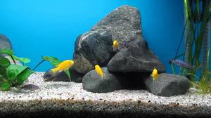 Labidochromis Caracteristicile galbene ale reproducerii, reproducerii și întreținerii în acvariu