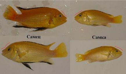 Labidochrom - galben - compatibilitate în domeniul reproducerii, fotografie și video, pește de acvariu