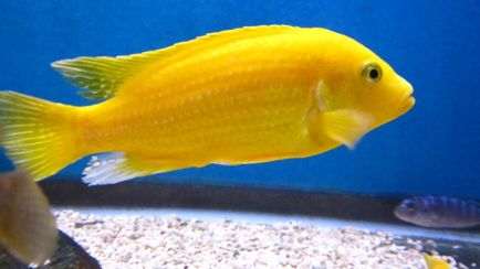 Labidochrom - galben - compatibilitate în domeniul reproducerii, fotografie și video, pește de acvariu