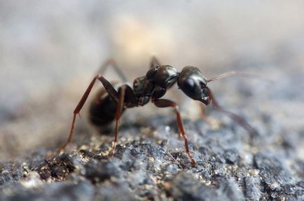 Gyógyászati tulajdonságait közönséges farkasalma (tulajdonságok) Gyógyászati tulajdonságait közönséges farkasalma