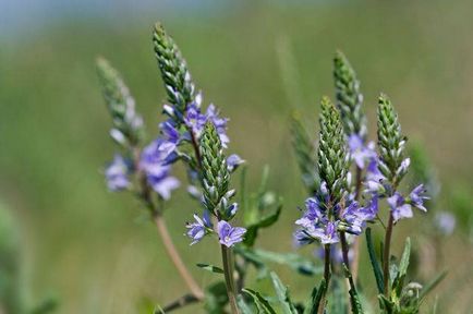 Herb Veronica hasznos tulajdonságokat és ellenjavallatok