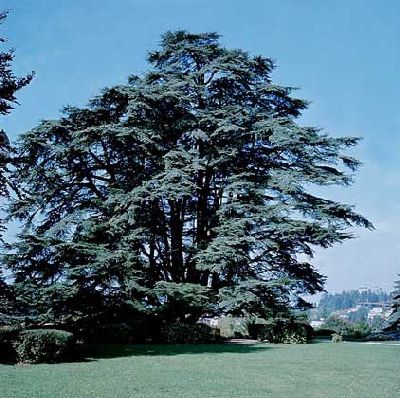 Cedru libanez - descriere, creștere, fotografie, portal de construcție al samodelkin