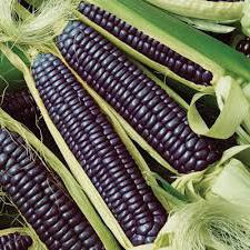 Кращі сорти кукурудзи фото, опис