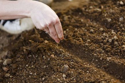 Calendarul lunar al horticulturistului horticol pentru anul 2017 de zile, luni, grădină, plante de interior,