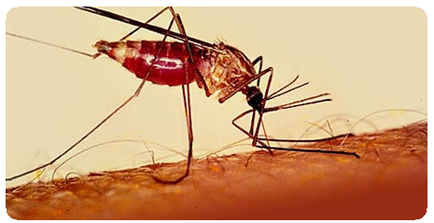 Малярія діагностика, лікування, профілактика