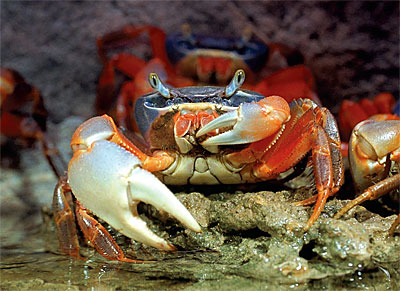 Crab de mangrove în acvariul acvatic - forum de acvaristi