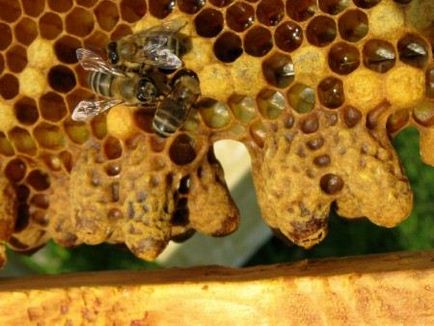 Mamele de albine din stup sunt sacre și de ce trag - o afacere ușoară
