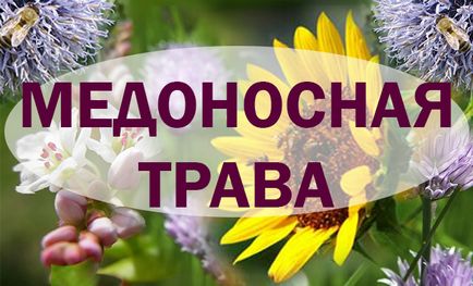 Медоноси, які висівають спеціально для бджіл