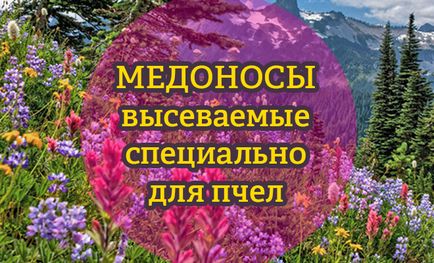 Медоноси, які висівають спеціально для бджіл