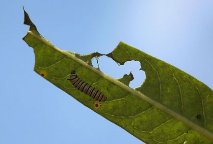 Metamorfoza și nașterea unui fluture monarh - știri în fotografii