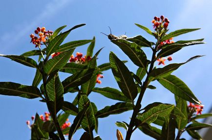 Метаморфози і народження метелика-монарха - новини в фотографіях