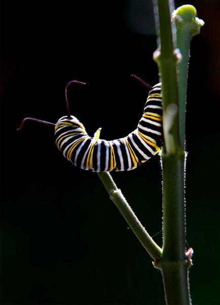 Metamorfoza și nașterea unui fluture monarh - știri în fotografii