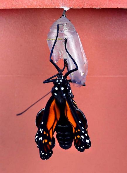 Metamorfoza și nașterea unui fluture monarh - știri în fotografii