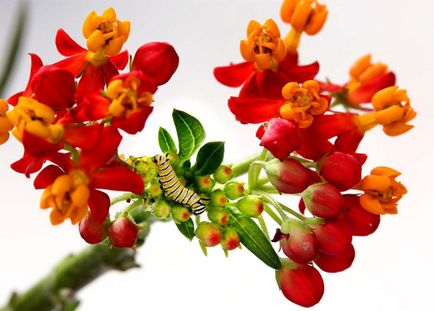 Метаморфози і народження метелика-монарха - новини в фотографіях