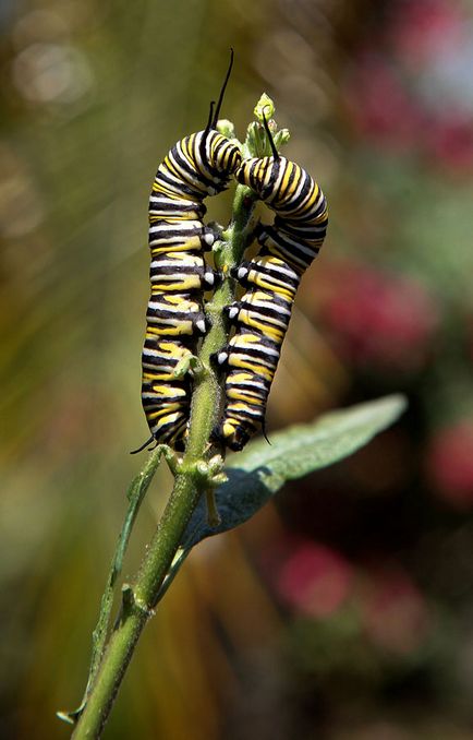 Metamorfoza și nașterea unui fluture monarh - știri în fotografii