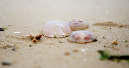 Мільярд років до нашої ери як з'явилося балтійське море