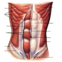 Mușchii presei la om - structura anatomică a mușchilor abdominali, locația și funcția