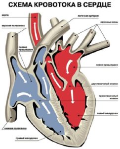 Mitrală insuficiență cauze, simptome, diagnostic, tratament