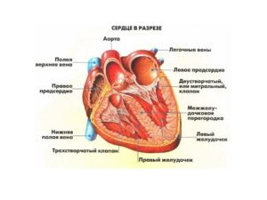 Mitrală insuficiență cauze, simptome, diagnostic, tratament