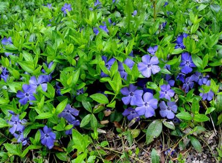 Aplicarea florilor curente uimitoare într-o grădină de flori