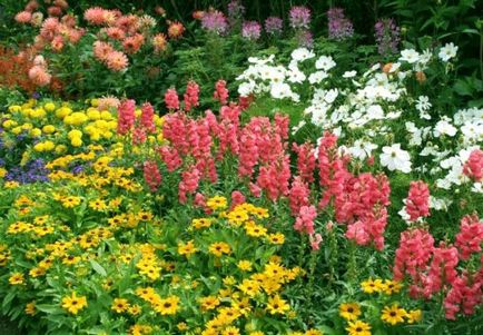 Aplicarea florilor curente uimitoare într-o grădină de flori
