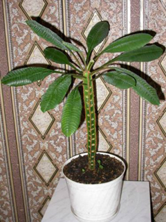 Euphorbia szoba, ellátás és a növekedési problémák