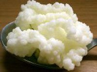 Laptele de ciuperci, ciupercile tibetane, ciupercile de kefir