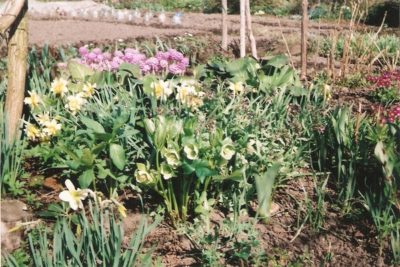 Îngroșare (negru, est) plantare și îngrijirea în aer liber după plante