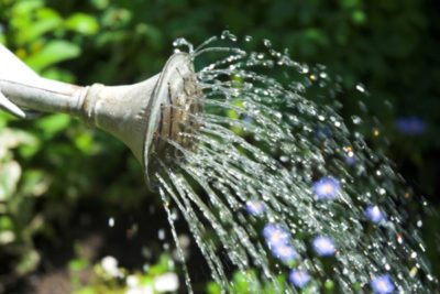 Îngroșare (negru, est) plantare și îngrijirea în aer liber după plante