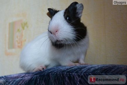 Tengerimalac (tengeri) tengeri malac