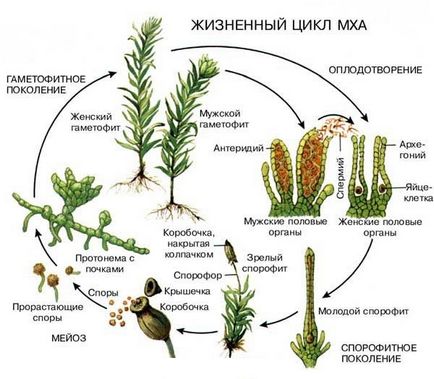 Moss sphagnum pentru orhidee cum să folosească și de ce