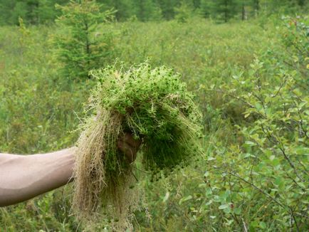 Moss sphagnum pentru orhidee cum să folosească și de ce