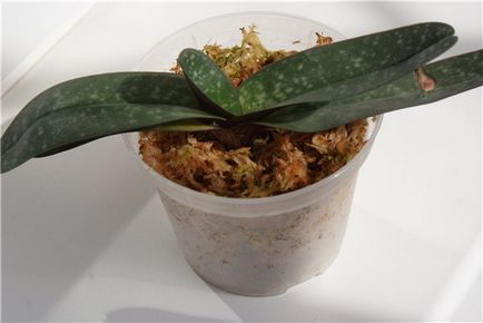 Moss sphagnum pentru orhidee cum să folosească și de ce