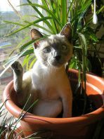 Pisici neprevăzute și plante de apartament