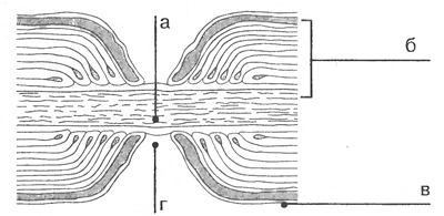 Impulsuri nervoase