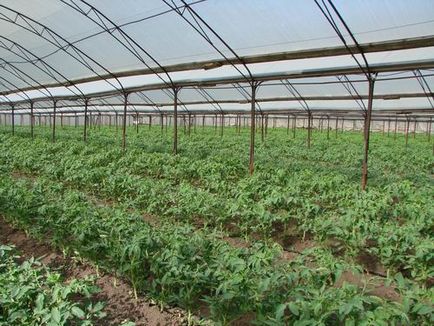 Nitzsia - ocupă unul din locurile principale din Transnistria pentru selecția și producția de semințe de roșii și