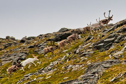 Északi-fok (Nordkapp, Norvégia) hogyan lehet eljutni autóval (az út a part mentén) Északi-fok (Nordkapp, Norvégia) hogyan lehet eljutni oda autóval